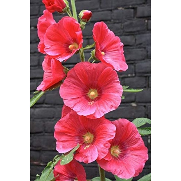 25 Rare Bright Pink Purple Hollyhock Seeds Perennial Giant Flower Garden Plant