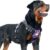 Auroth Tactical Dog Harness for Small Medium Large Dogs No Pull Adjustable Pet Harness Reflective K9 Working Training Easy Control Pet Vest Military Service Dog Harnesses (L, Purple Camo)