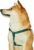 Blueberry Pet Essentials 2022 New Classic Durable Solid Nylon Step-in Dog Harness, Chest Girth 16.5 inch – 21.5 inch , Verdant Green, Small, Adjustable Harnesses for Puppy Boy Girl Dogs(Pack of 1)