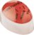 Fox Run Brands 57184 Egg Rite Perfect Timer, Color Changing Egg Timer, Red, 2.25 x 1.63 x 1.25 inches